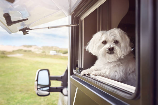 Pet friendly caravan parks broome western australia