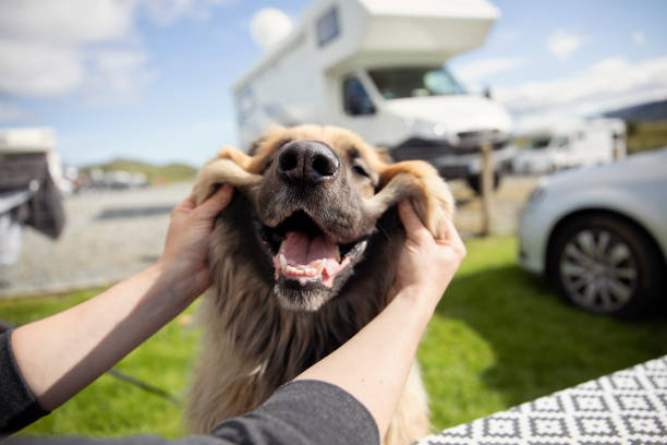 dog friendly camping spots