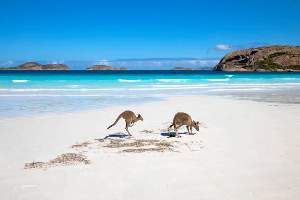 Things to Do in Esperance in Winter