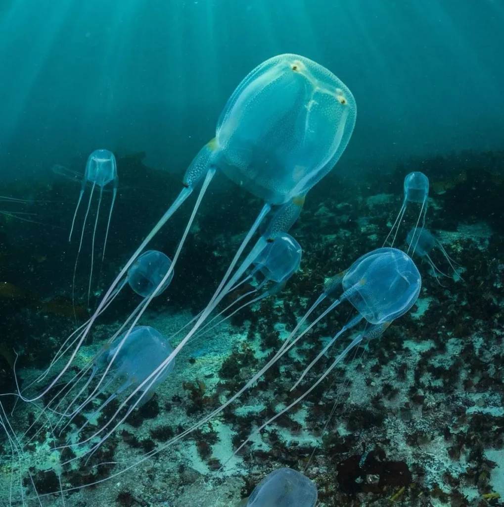 Box jellyfish