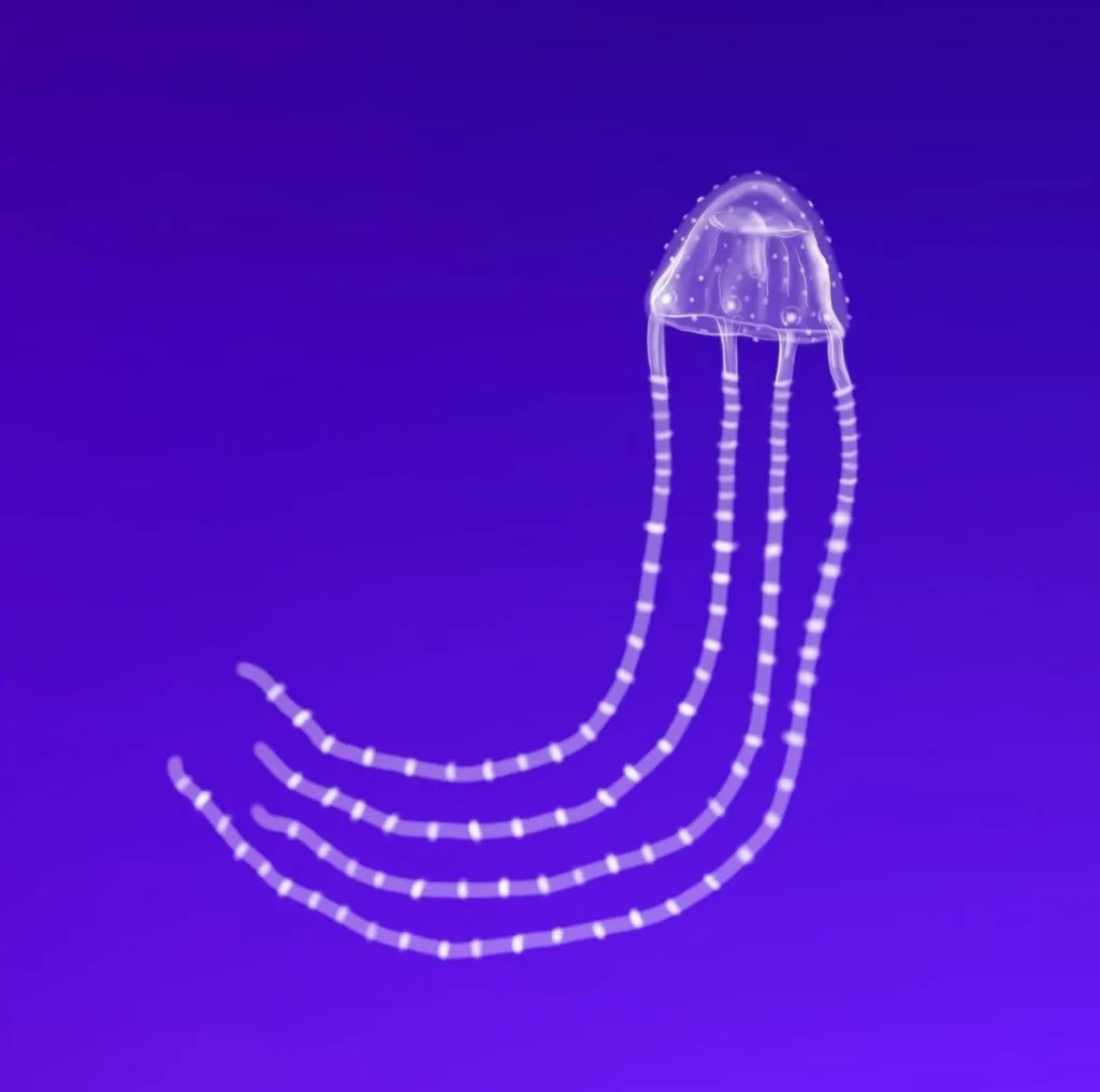 Irukandji jellyfish