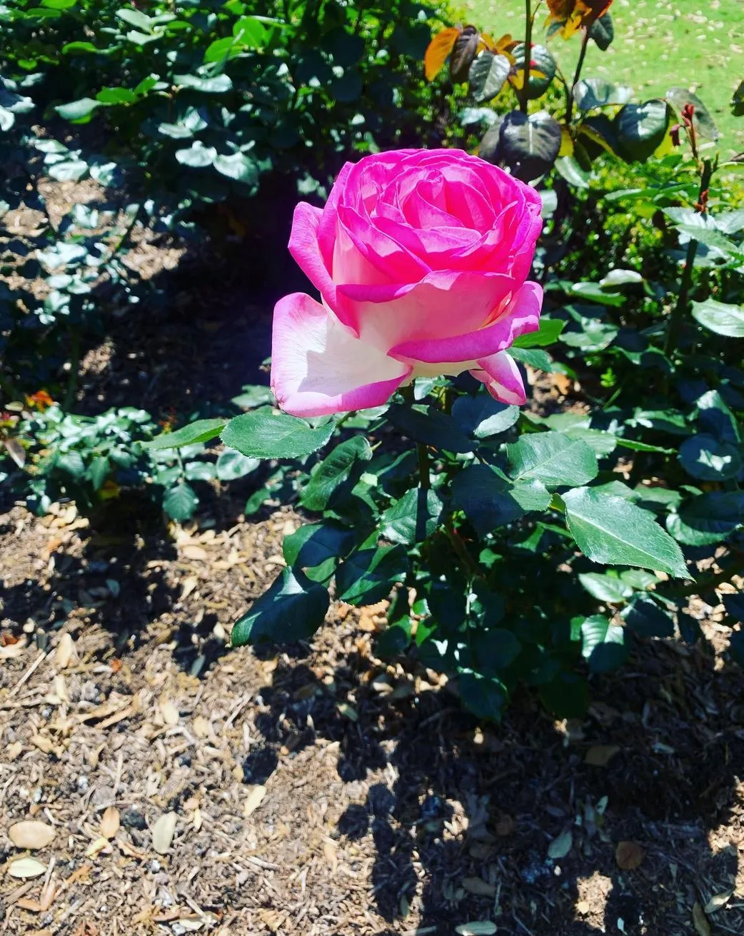 The Rose Garden